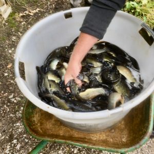 tench stocked Sept 2020